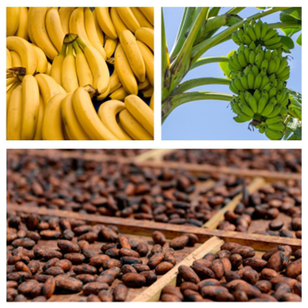 India - Costa Rica Business and Cultural Council - Business Opportunities in Costa Rica