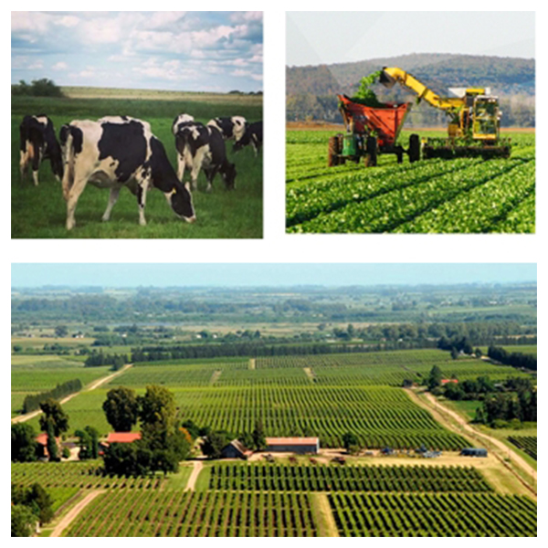 India - Uruguay Business and Cultural Council - Business Opportunities in Uruguay