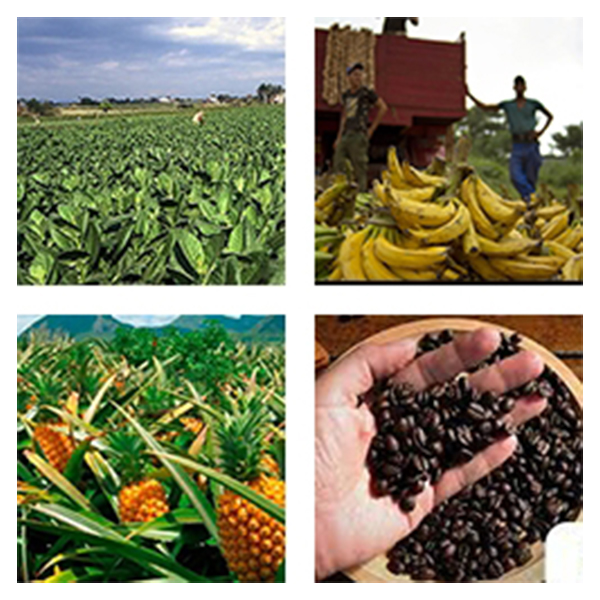 India - Cuba Business and Cultural Council - Top Exports of Cuba